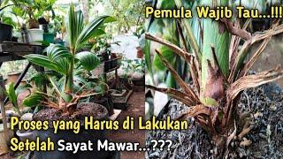 PERAWATAN SETELAH SAYAT MAWAR BONSAI KELAPA  The treatment after a coconut bonsai rose