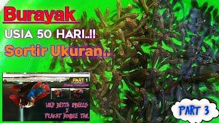 Update Burayak Wild Betta Imbellis x Plakat Double Tail  Part 3