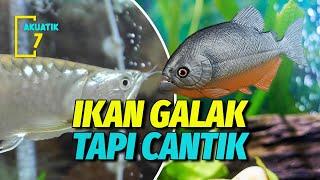 9 IKAN HIAS AKUARIUM PALING GALAK DAN AGRESIF  AKUATIK7