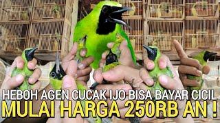 BISA BAYAR CICIL  AGEN CUCAK IJO SUPER BIG MUDAH DAN MURAH PART 2 PASAR BURUNG PRAMUKA HARI INI