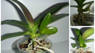 Размножение орхидей фаленопсиса в домашних условиях