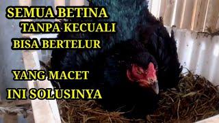 Cara Mengatasi Ayam Betina Macet Bertelur