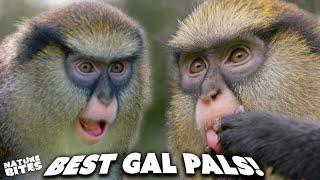 Gal Pal Monkeys Having a Gossip?  Animal Conversations  Nature Bites