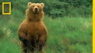 Kodiak Bears Eat Whale  National Geographic