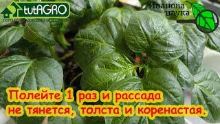 РАССАДУ НЕ УЗНАТЬ ОТ ЭТОЙ ПОДКОРМКИ Полейте 1 раз и она не будет тянуться а будет расти в корень.