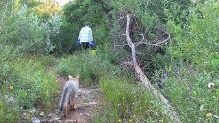 Pale Fox supervising Chris to make sure he gets to and from the water bowl without straying