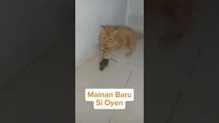 kucing lucu Masa main tikus