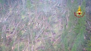 Violent storms flatten forests in Italys Belluno