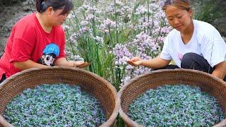 【陕北霞姐】霞姐上山摘野味调料泽蒙，回家做陕西特色“麻汤饭”，鲜香入味超级好吃