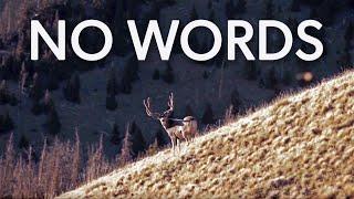 NO WORDS Colorado High Country Mule Deer Hunt