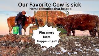 Our Favorite Cow Got Sick Home Remedies that Helped