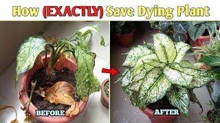 This is NOT How People Show - SAVE A DYING PLANT