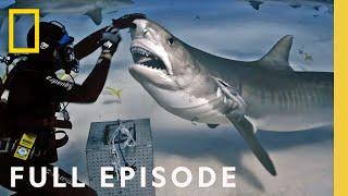 Shark Superpower Full Episode  National Geographic