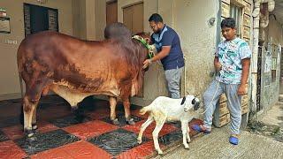 ফান্টা চলে এলো একান্ত আপন এ  গাড়ী থেকে নামার সময় পরে গিয়ে ব্যাথা পাইছে সবাই দোয়া করবেন 