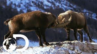 Male Alpine Ibex Goats Go Head To Head  Wildest Europe