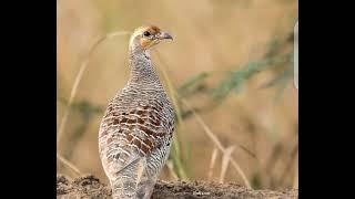 Female tetar voice . Sounds . teetar ki Awaz .boli . dasi teetar #voice #francolinvoice #birdslover