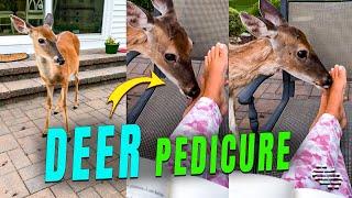 Deer Mom Giving Lady Some Pedicure by Licking Her Feet as Another Watches