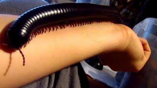 KEREN KAKI SERIBU RAKSASA ADA JUGA DI INDONESIA TERNYATA BLACK GIANT MILLIPEDE SUMBAWA