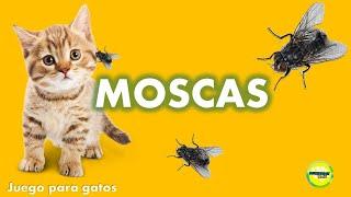 Videos para #Gatos  #Moscas