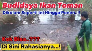 Ini Rahasianya   Budidaya Ikan Toman di Kolam Bisa Berhasil Sampai Panen Hingga Dapat Untung..