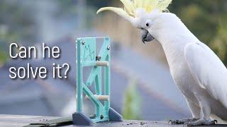 Can Wild Parrots Solve Puzzles?