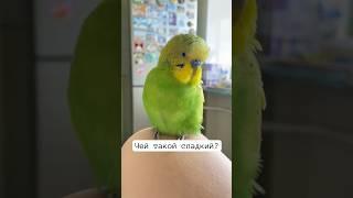 Говорящий попугайчик  Гоша Лапочка  #попугай #говорящийпопугай #волнистыйпопугайчик