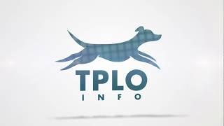 TPLO Infos 6 Steps To Understand TPLO Surgery In Dogs