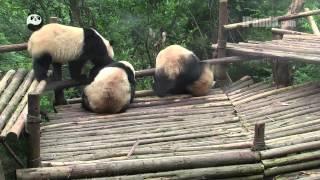 Panda wrestle games