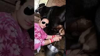 cow milking #shorts