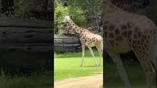 Giraffes at Australia Zoo on the Sunshine Coast Queensland #australiazoo #sunshinecoast #giraffe