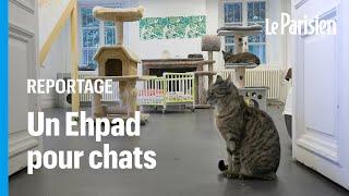 A Louveciennes une maison de retraite… pour chats 