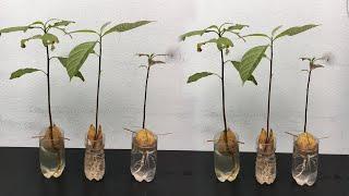 How to grow avocado seeds in water very simple
