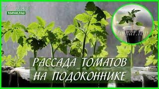 Рассада томатов на подоконнике в квартире и без подсветки Стоит ли выращивать?