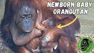 Adorable Newborn Orangutan at Chester Zoo September 2023