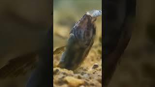 அழகாய் நடிக்கும் மீன்  Nimbochromis Fish Acting  Tamil Info Share #shorts