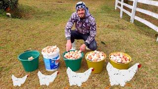 Com 1200 galinhas e tirando 1000 ovos ao dia quanto dá pra lucrar? 
