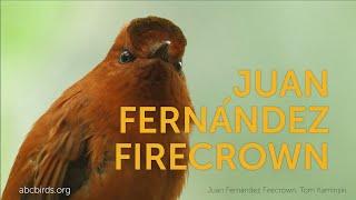 Juan Fernández Firecrown