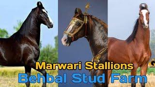 बेहबल स्टड फार्म के 3 शानदार घोड़े  Top 3 Marwari Stallions of Behbal Stud Farm 