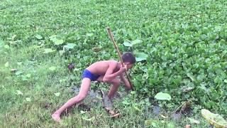 Fish hunt-Catch snake head fish By Using Hand Made Bamboo Spear.