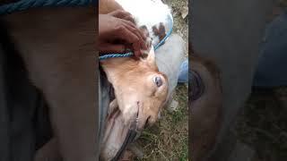 suara kambing lucu #shortvideo #soundanimal #goat #videoshort #youtubeshorts #fyp