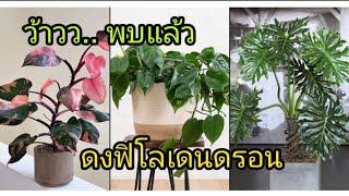 EP.5 สายพันธุ์ต่างๆของฟิโลเดนดรอน​  Different Species of Philodendron