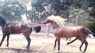  Semental Corindón caballos Encuentro de primavera con yeguas Cavalos horses Garanhão e égua