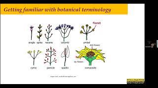 Winter Plant Identification for Pollinator Habitat