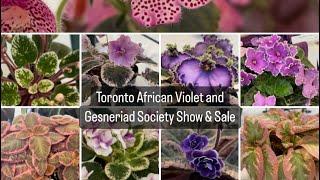 Plant shopping @ Toronto African Violet and Gesneriad Society Show & Sale
