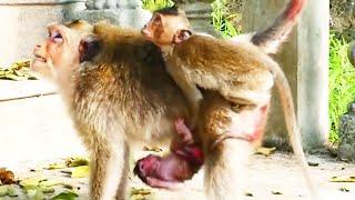 Mother monkey that after delivering newborn baby is angry at elder son Elder son is so jealous