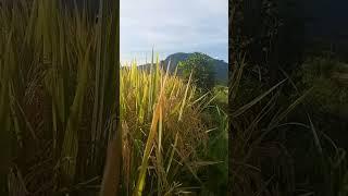 Sidemen Mesmerizing the Lavish of Bali Country Side Ricefields