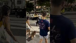 Dog lovers In #Rio de Janeiro Brazil  #shorts #shortsfeed #viral  #Brazil   #shortsvideo #viralvideo