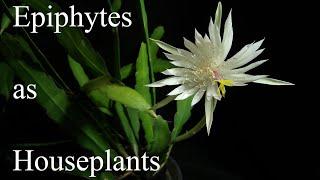 Epiphytes as Houseplants