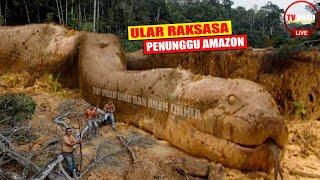 Fakta Misterius Hutan Amazon Dari Ular Raksasa Hingga Suku Misterius Penakluk Anaconda Raksasa...
