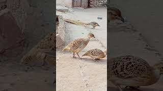 Dhakni tetar lovers   #birdslover #greyfrancolin #francolinus #partridge